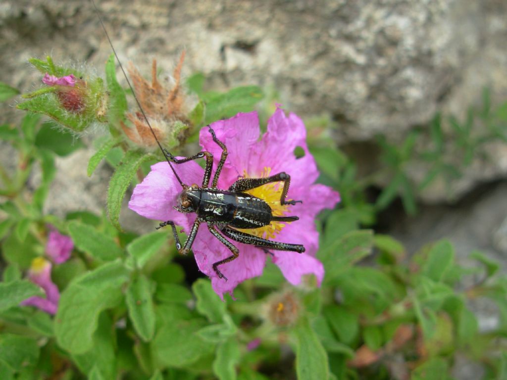 Phaneropteridae:   Poecilimon sp., giovane   - dalla Grecia